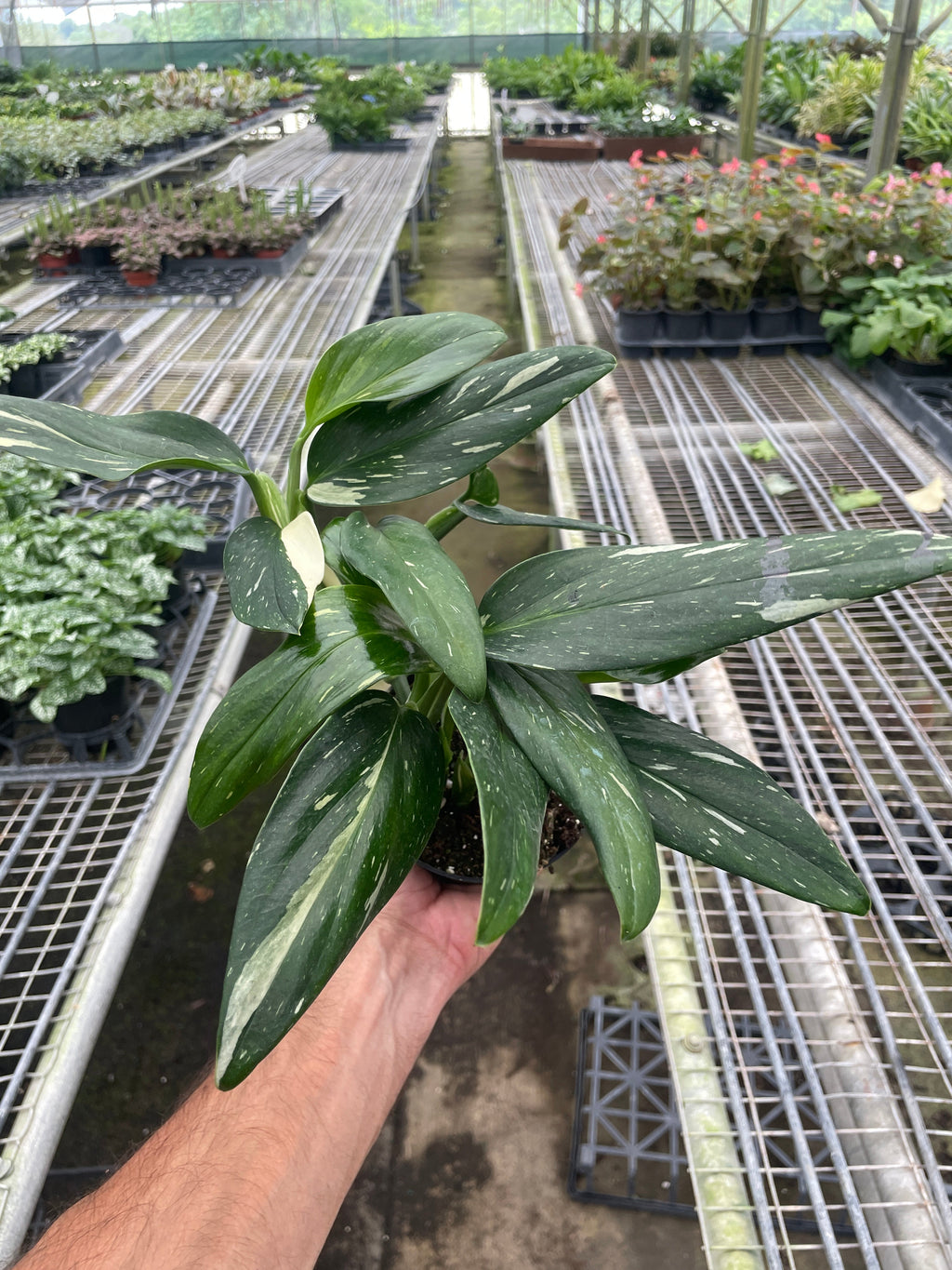 Monstera 'Standeleyana Albo Variegated' - Holiday Corner