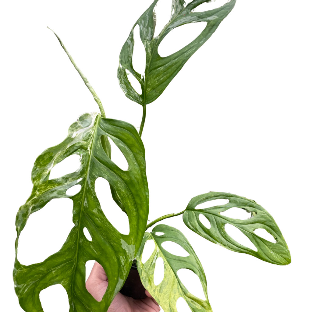 Monstera Adansonii 'Swiss Cheese Variegated' - Holiday Corner