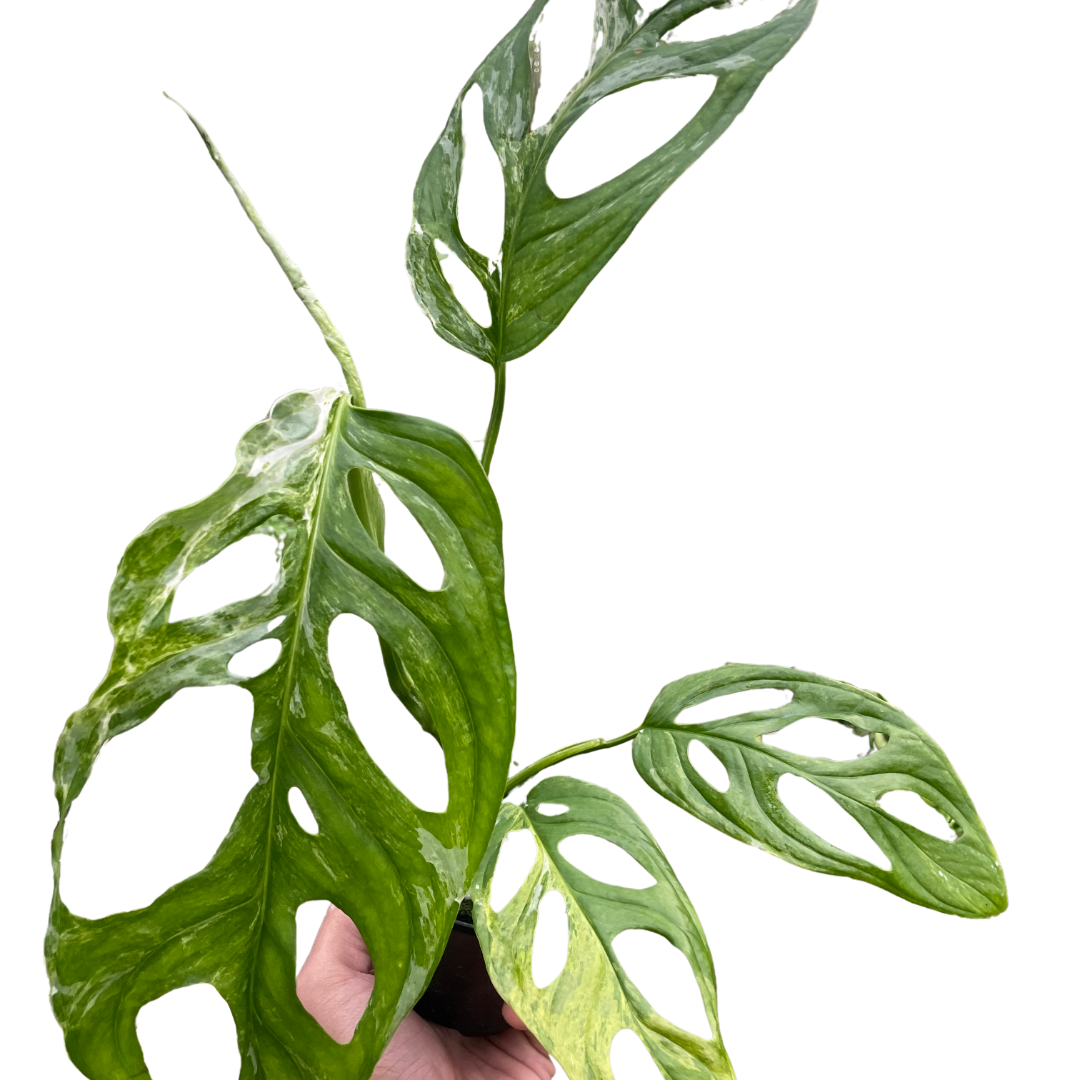 Monstera Adansonii 'Swiss Cheese Variegated' - Holiday Corner