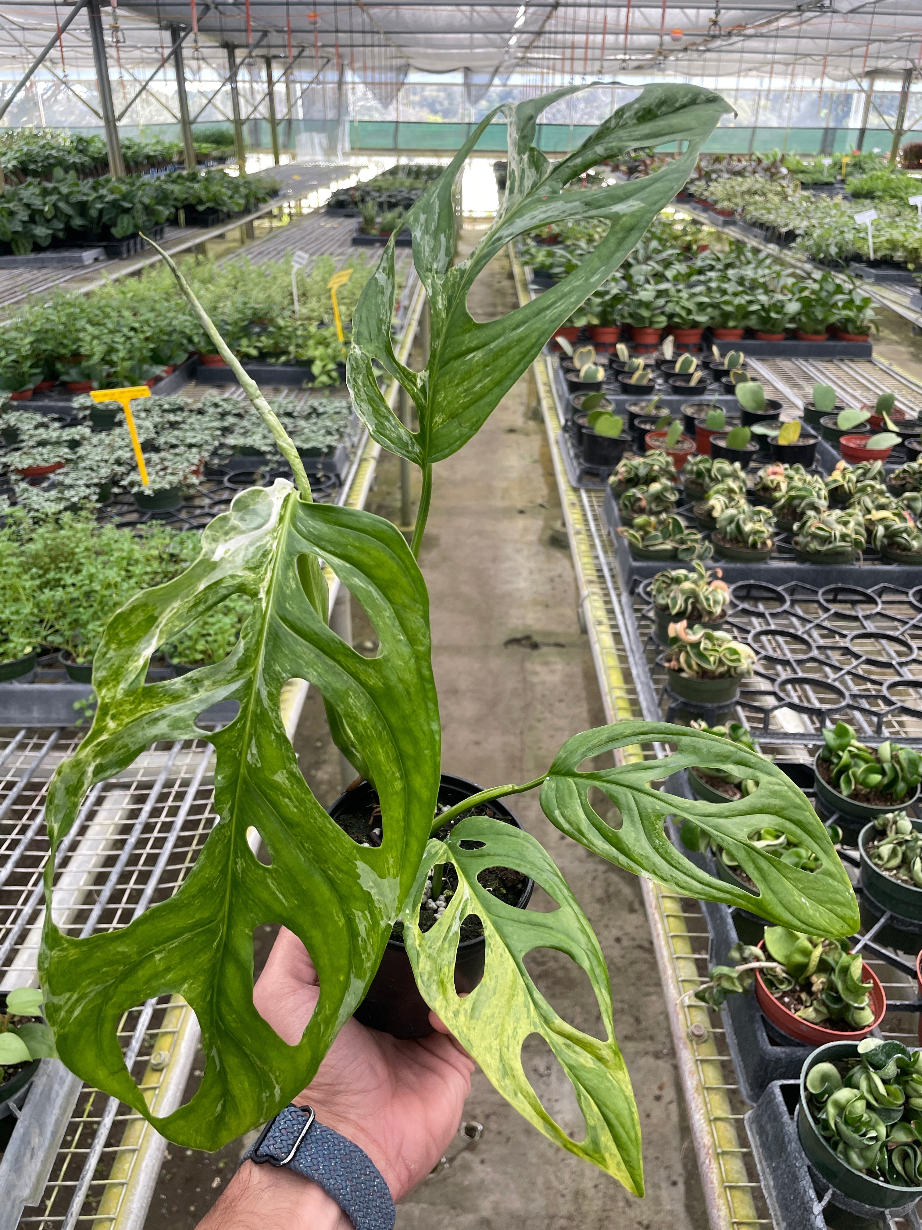 Monstera Adansonii 'Swiss Cheese Variegated' - Holiday Corner