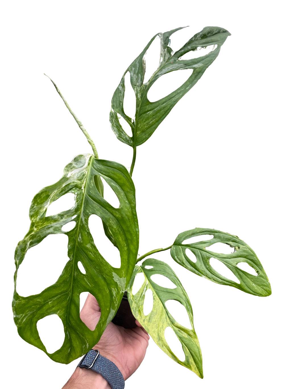 Monstera Adansonii 'Swiss Cheese Variegated' - Holiday Corner