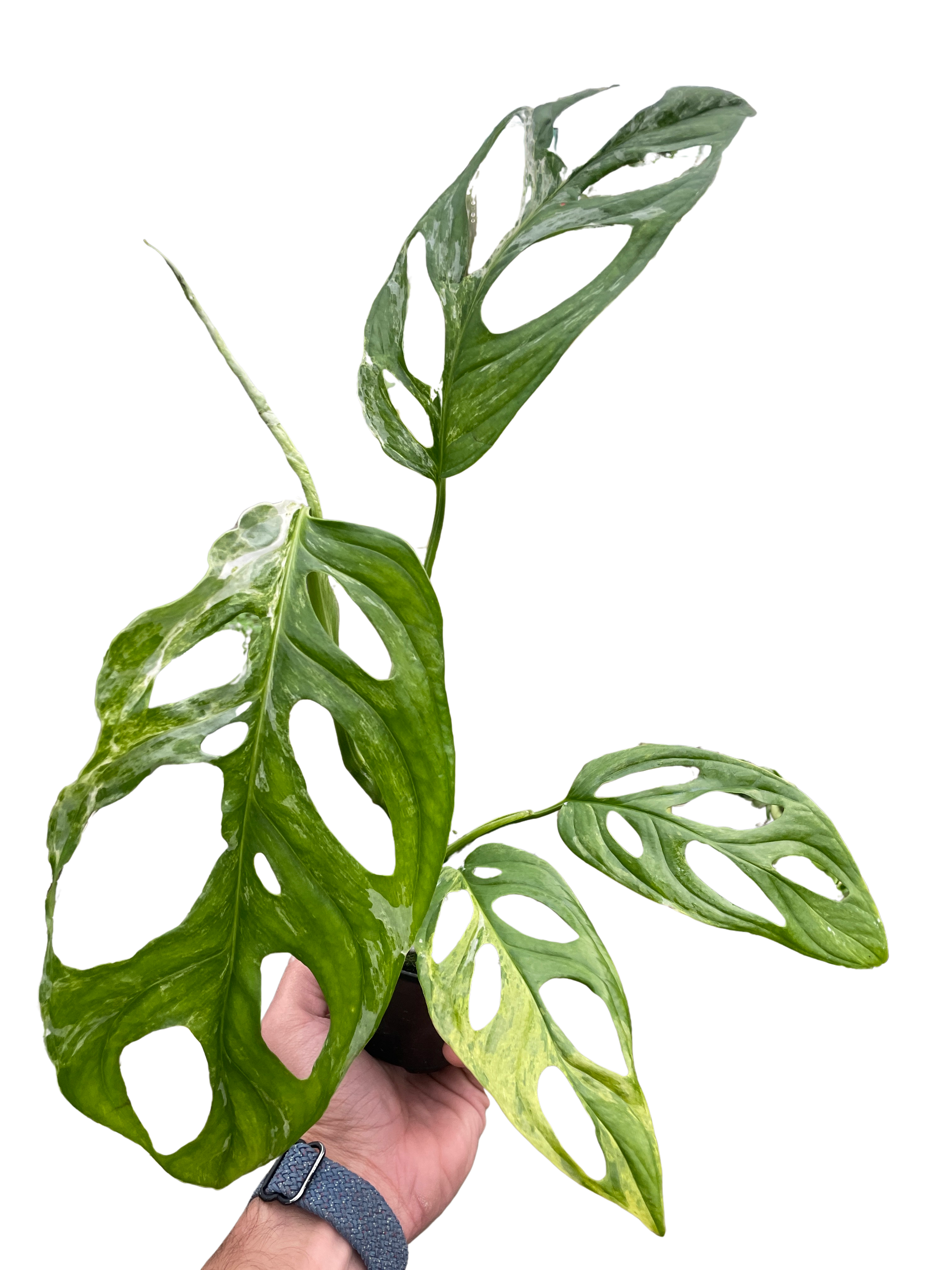 Monstera Adansonii 'Swiss Cheese Variegated' - Holiday Corner