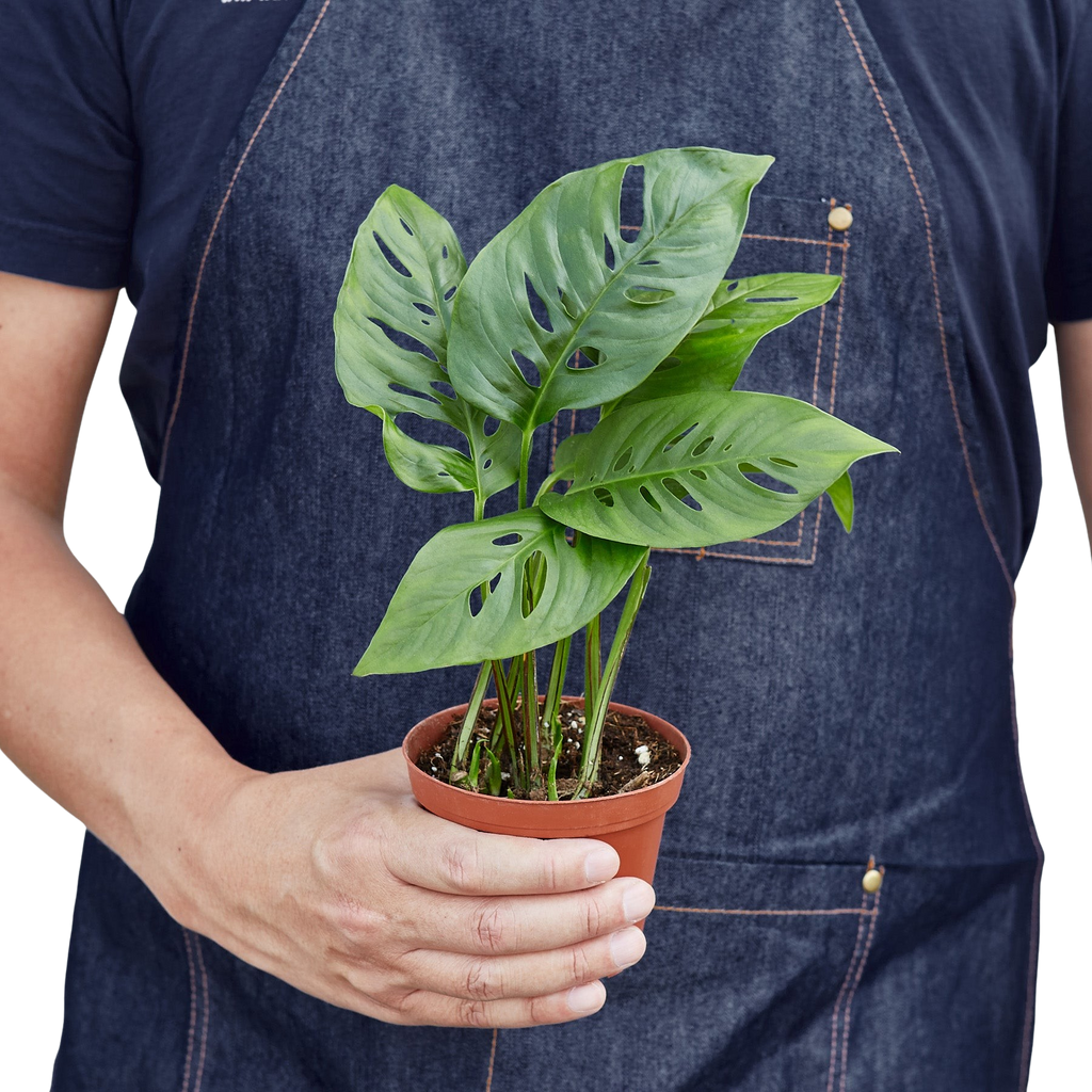 Monstera Adansonii 'Swiss Cheese' - Holiday Corner