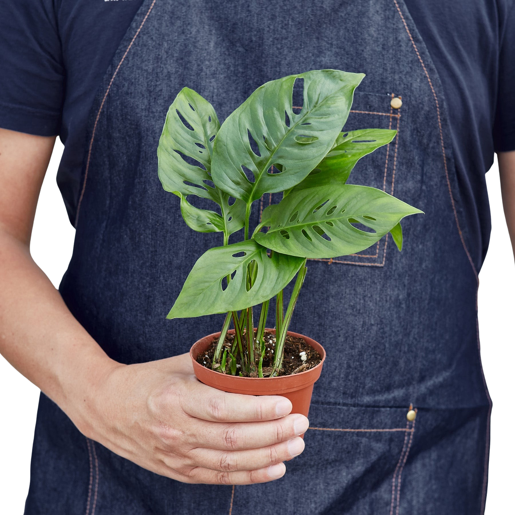 Monstera Adansonii 'Swiss Cheese' - Holiday Corner
