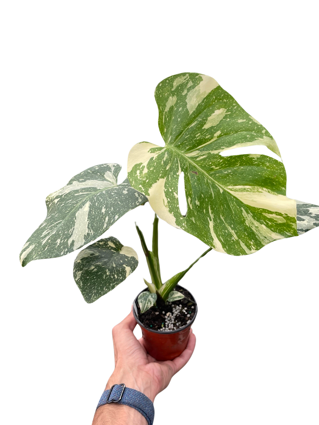 Monstera 'Thai Constellation' - Holiday Corner
