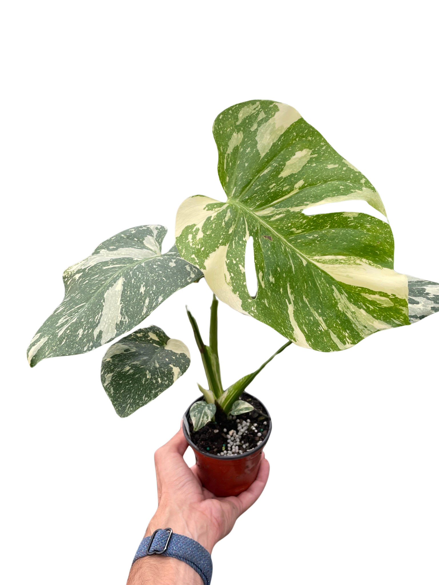 Monstera 'Thai Constellation' - Holiday Corner