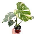 Monstera 'Thai Constellation' - Holiday Corner