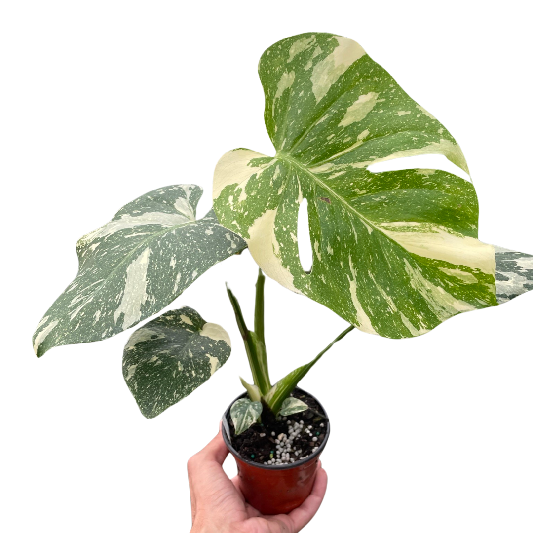Monstera 'Thai Constellation' - Holiday Corner