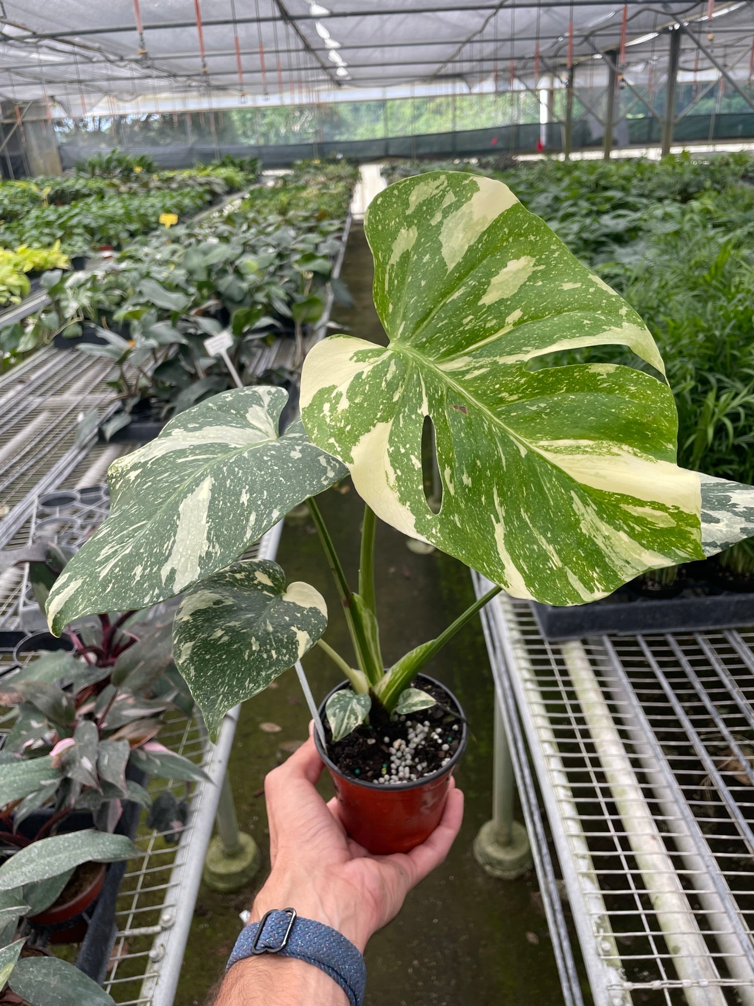 Monstera 'Thai Constellation' - Holiday Corner