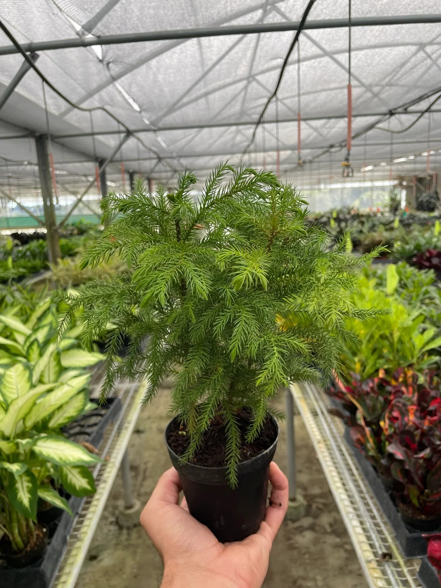Norfolk 'Island Pine' - Holiday Corner