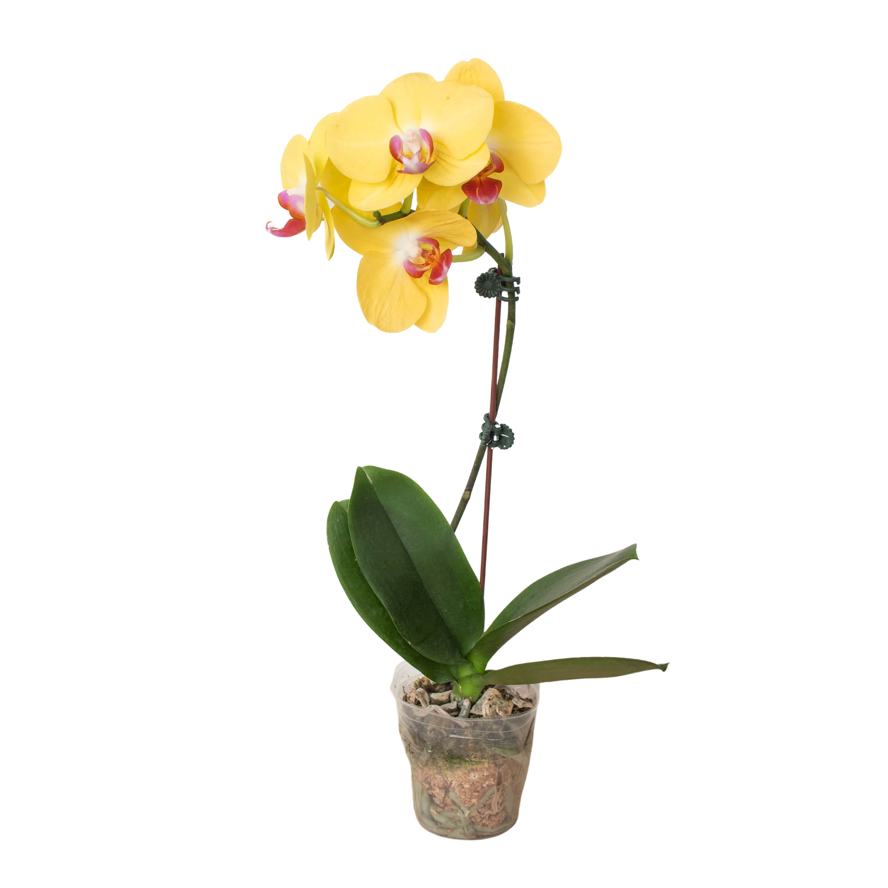 Orchid 'Yellow Phalaenopsis' - Holiday Corner