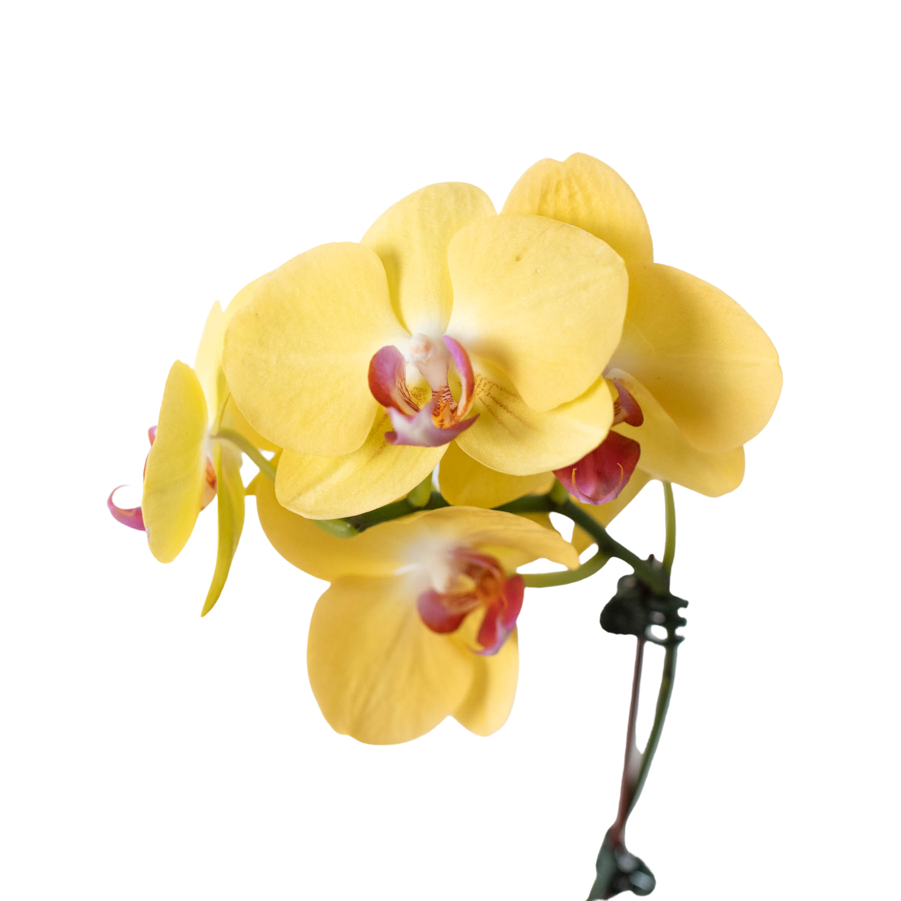 Orchid 'Yellow Phalaenopsis' - Holiday Corner