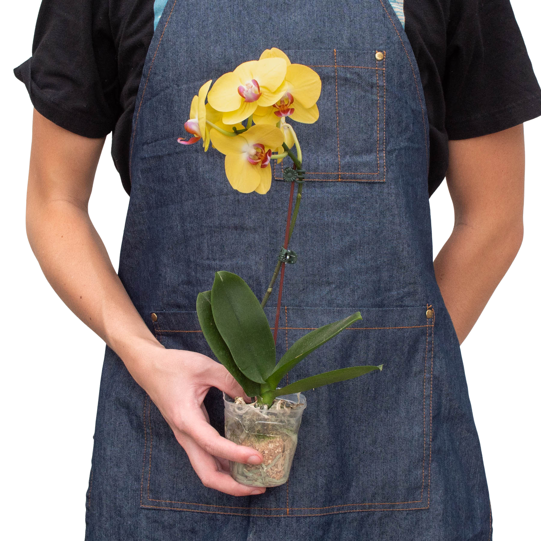 Orchid 'Yellow Phalaenopsis' - Holiday Corner