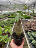 Money Tree 'Guiana Chestnut' Pachira Stump - Holiday Corner