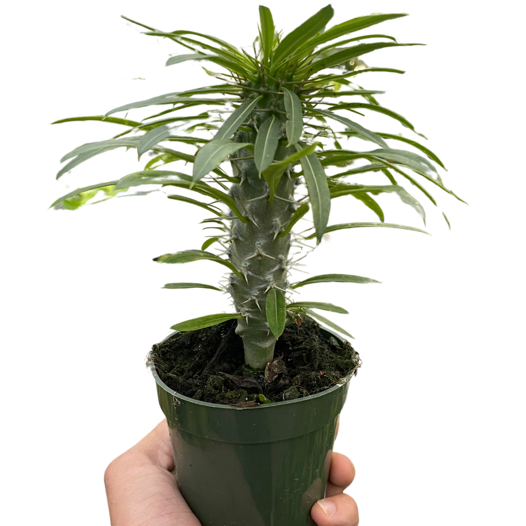 Pachypodium 'lamerei' (Madagascar Palm) - Holiday Corner