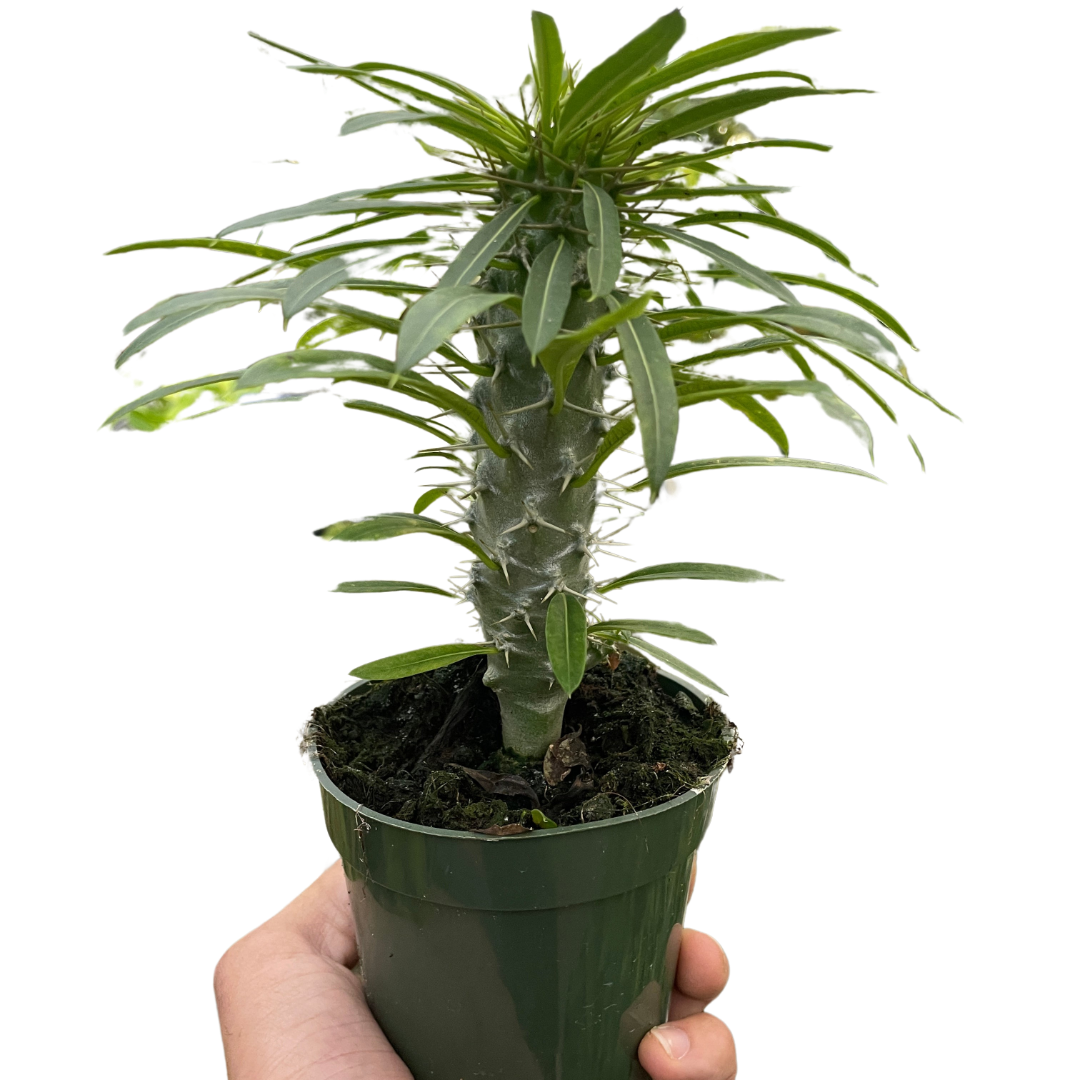 Pachypodium 'lamerei' (Madagascar Palm) - Holiday Corner
