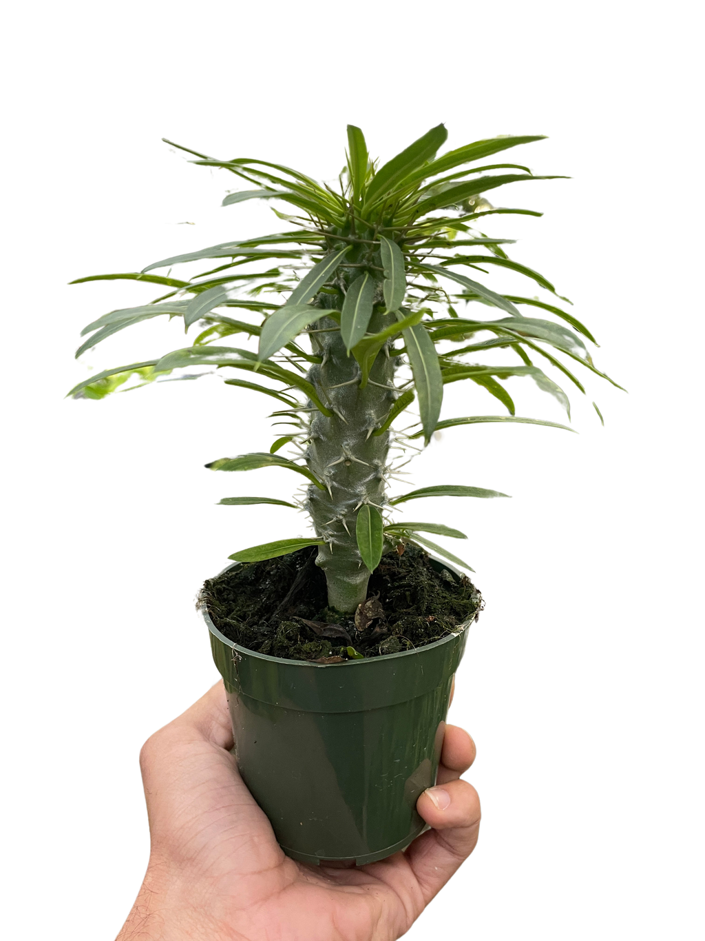 Pachypodium 'lamerei' (Madagascar Palm) - Holiday Corner