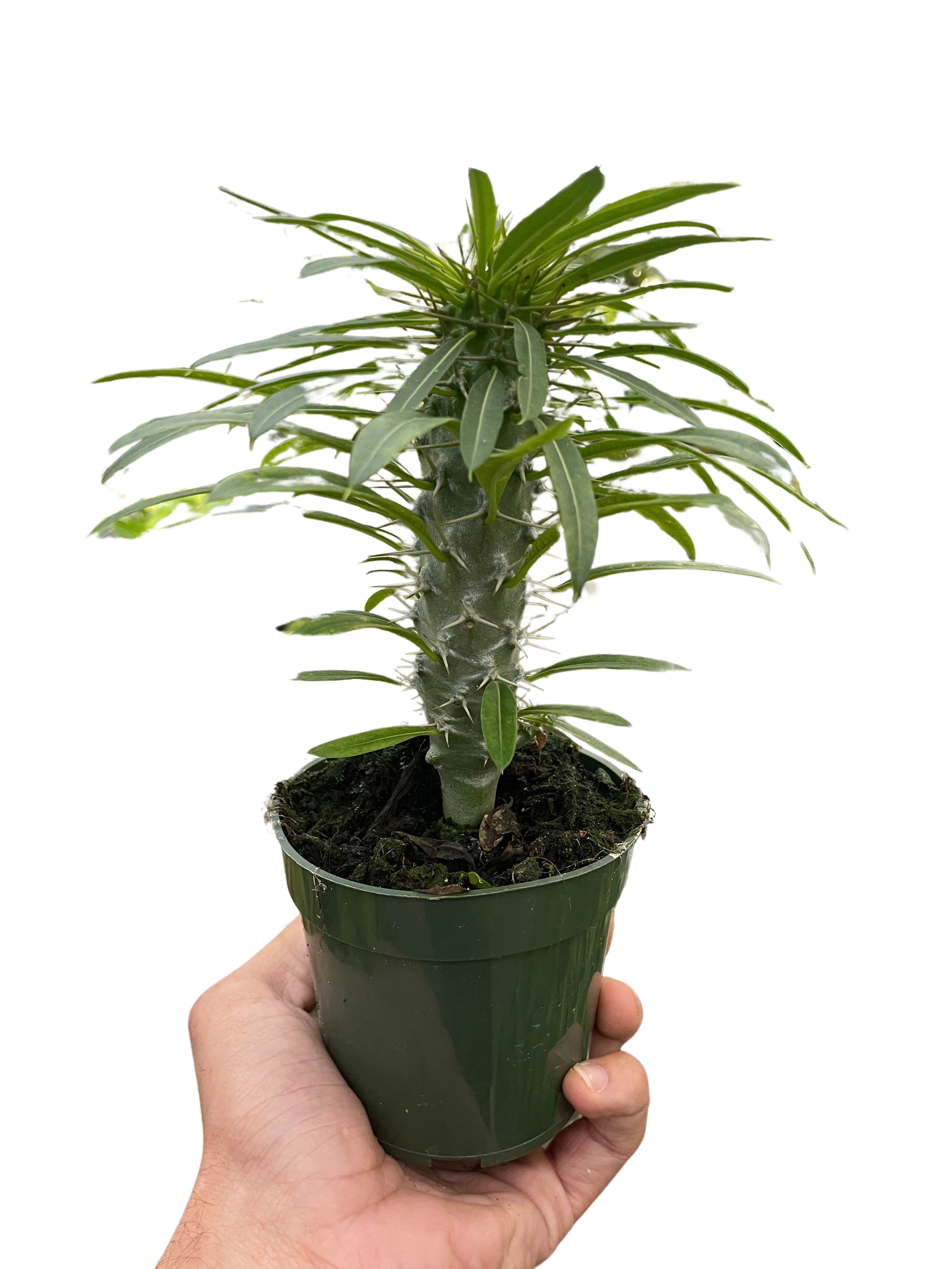 Pachypodium 'lamerei' (Madagascar Palm) - Holiday Corner
