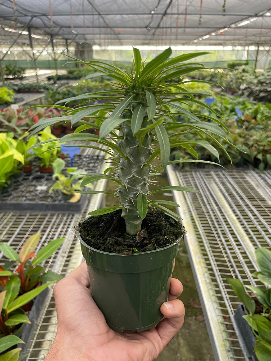 Pachypodium 'lamerei' (Madagascar Palm) - Holiday Corner