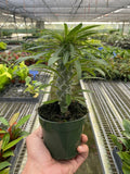 Pachypodium 'lamerei' (Madagascar Palm) - Holiday Corner