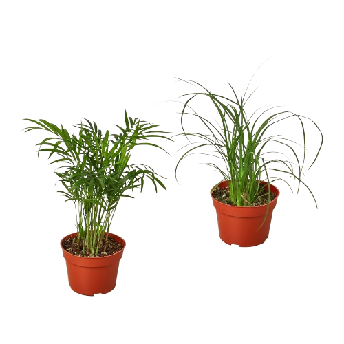 2 Palm Variety Pack / 4" Pots / Live Plant / House Plant - Holiday Corner