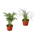 2 Palm Variety Pack / 4" Pots / Live Plant / House Plant - Holiday Corner