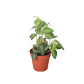 Pellionia Daveanna - 4" Pot - Holiday Corner