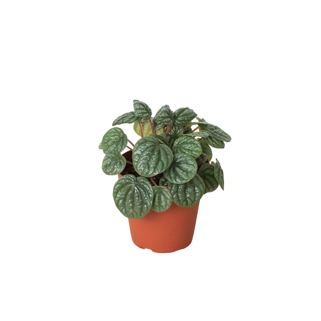 Peperomia 'Burbella' - Holiday Corner