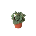 Peperomia 'Burbella' - Holiday Corner