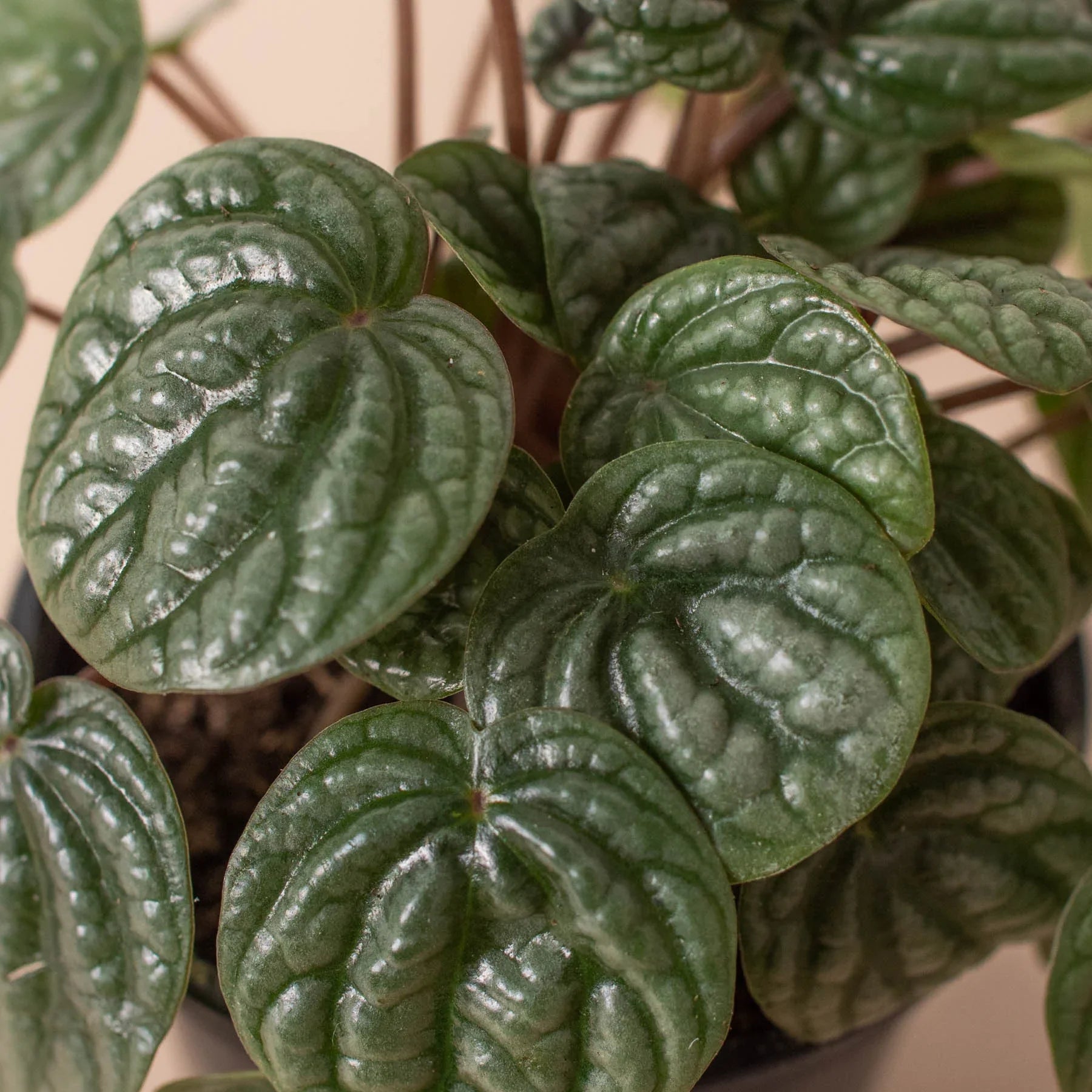 Peperomia 'Burbella' - Holiday Corner