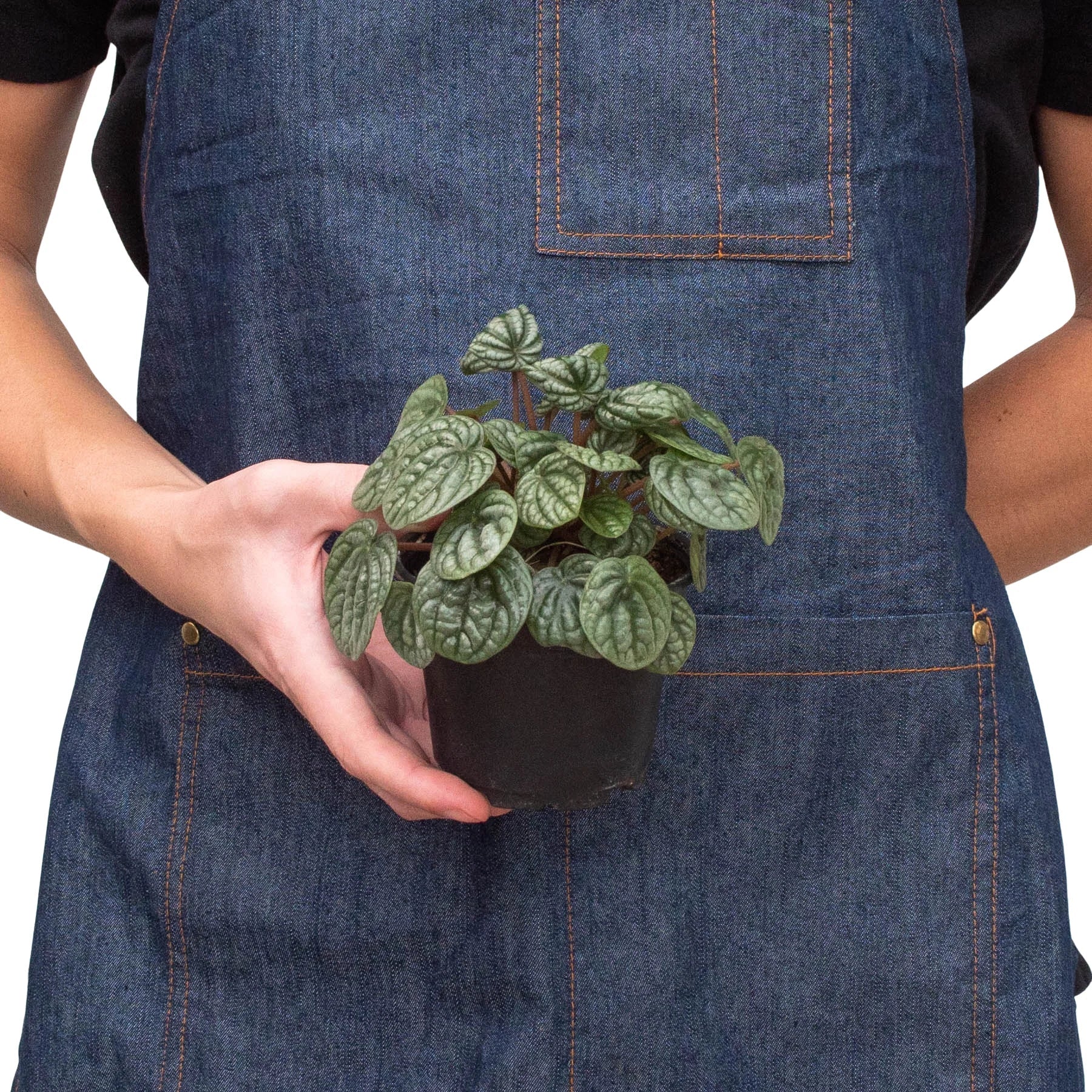 Peperomia 'Burbella' - Holiday Corner
