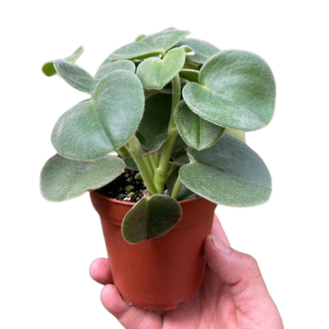 Peperomia 'Felted' - Holiday Corner