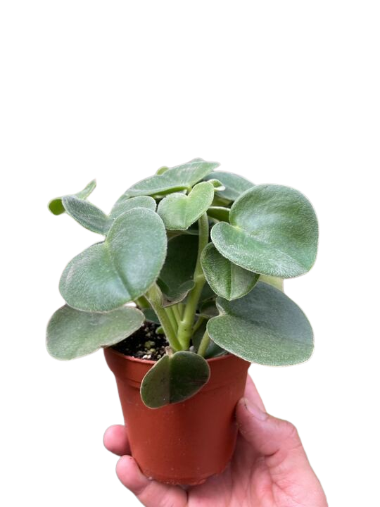 Peperomia 'Felted' - Holiday Corner