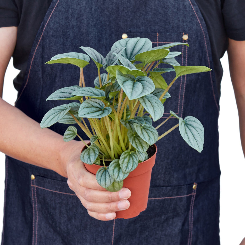 Peperomia 'Frost' - Holiday Corner