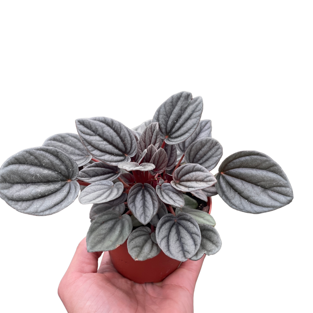 Peperomia 'Mendoza' - Holiday Corner