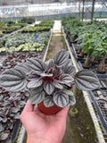 Peperomia 'Mendoza' - Holiday Corner