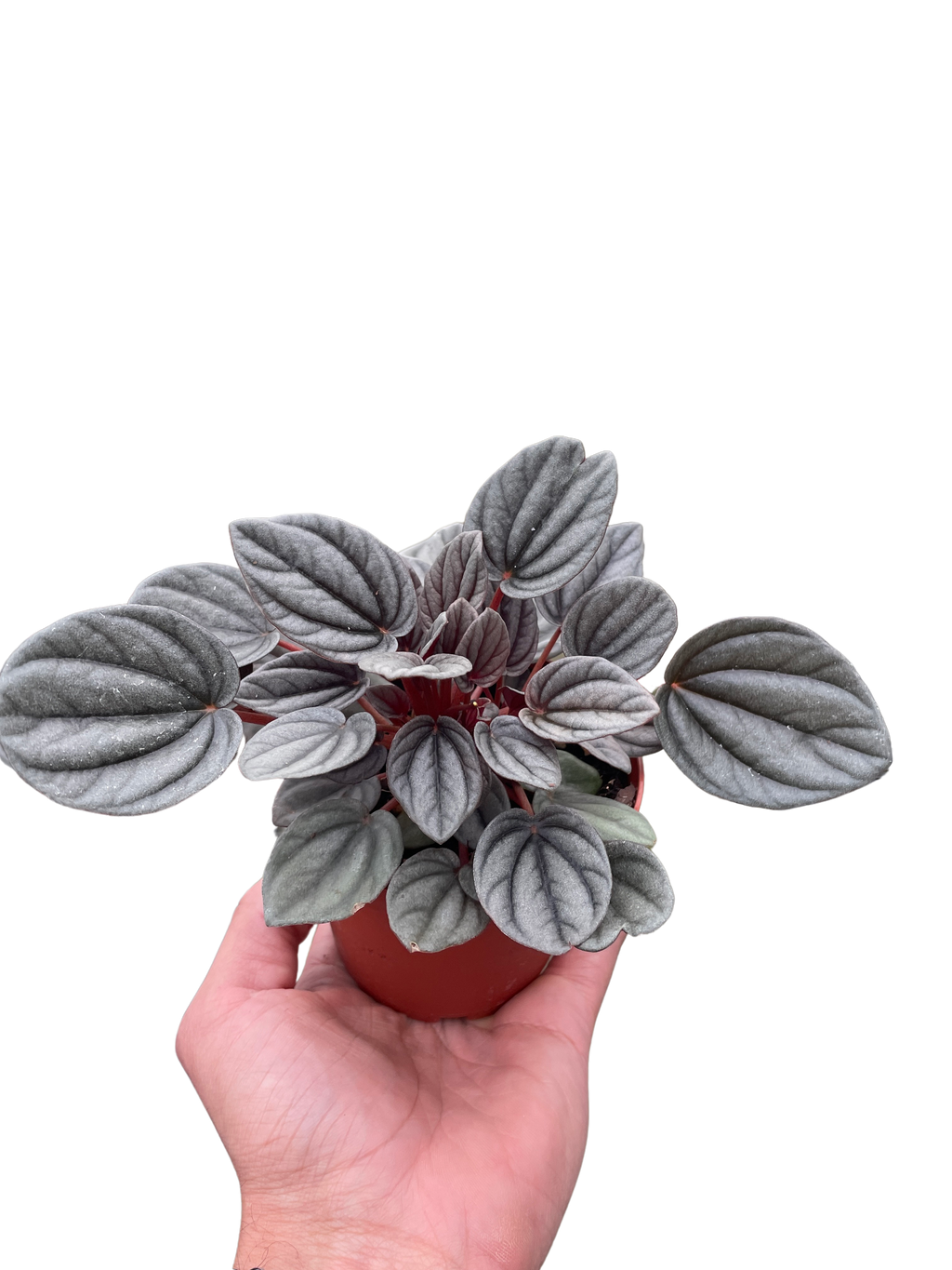 Peperomia 'Mendoza' - Holiday Corner