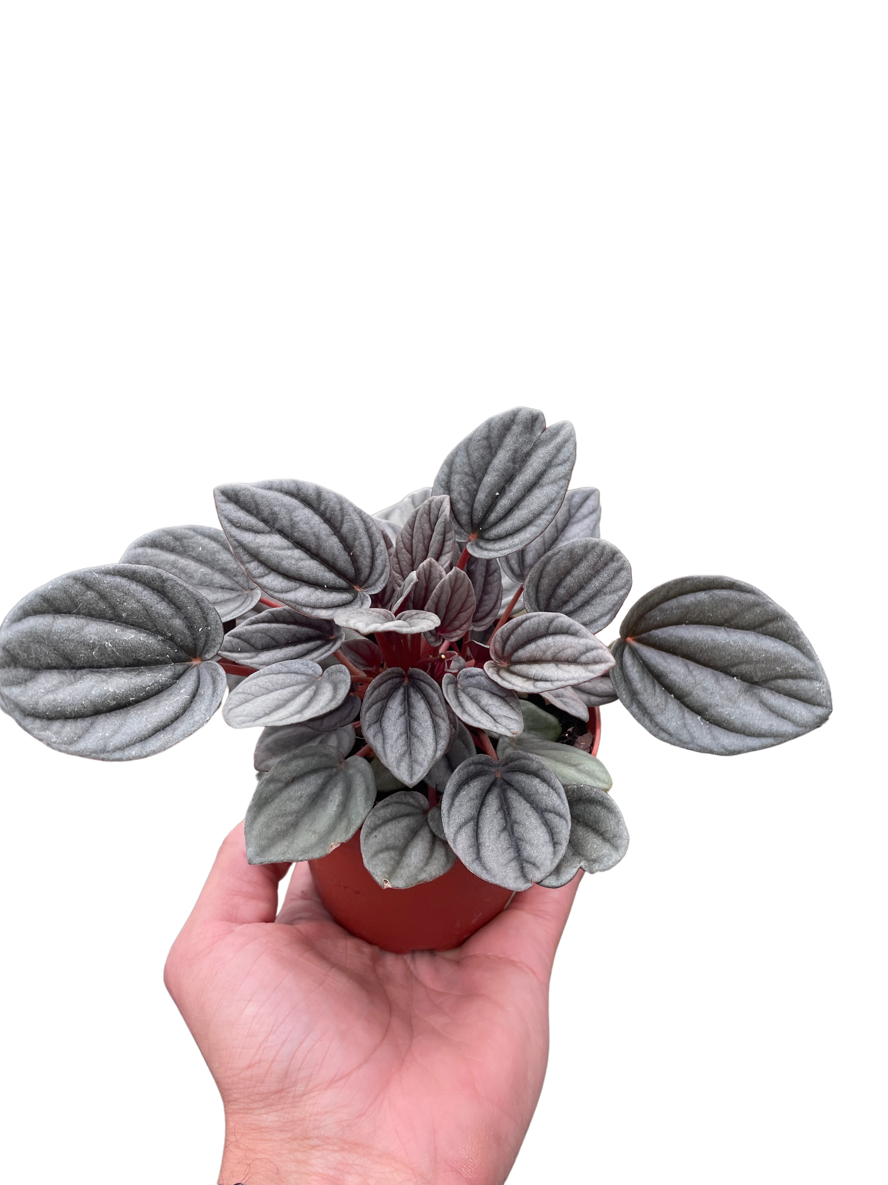 Peperomia 'Mendoza' - Holiday Corner