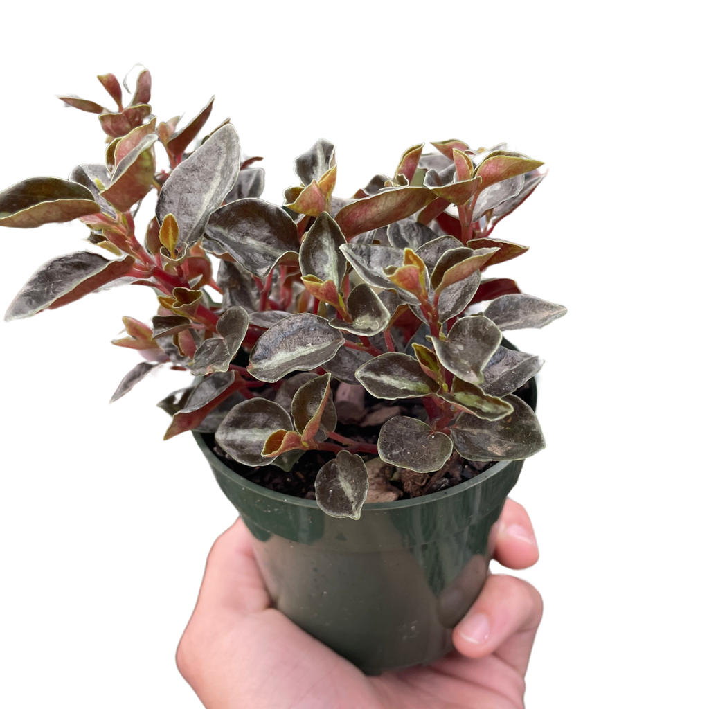 Peperomia 'Metallica' - Holiday Corner