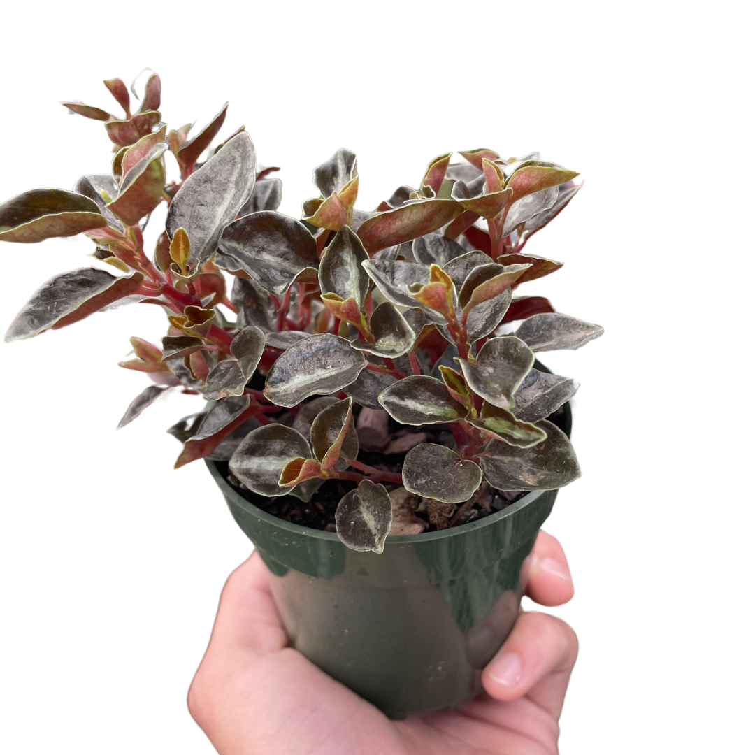 Peperomia 'Metallica' - Holiday Corner