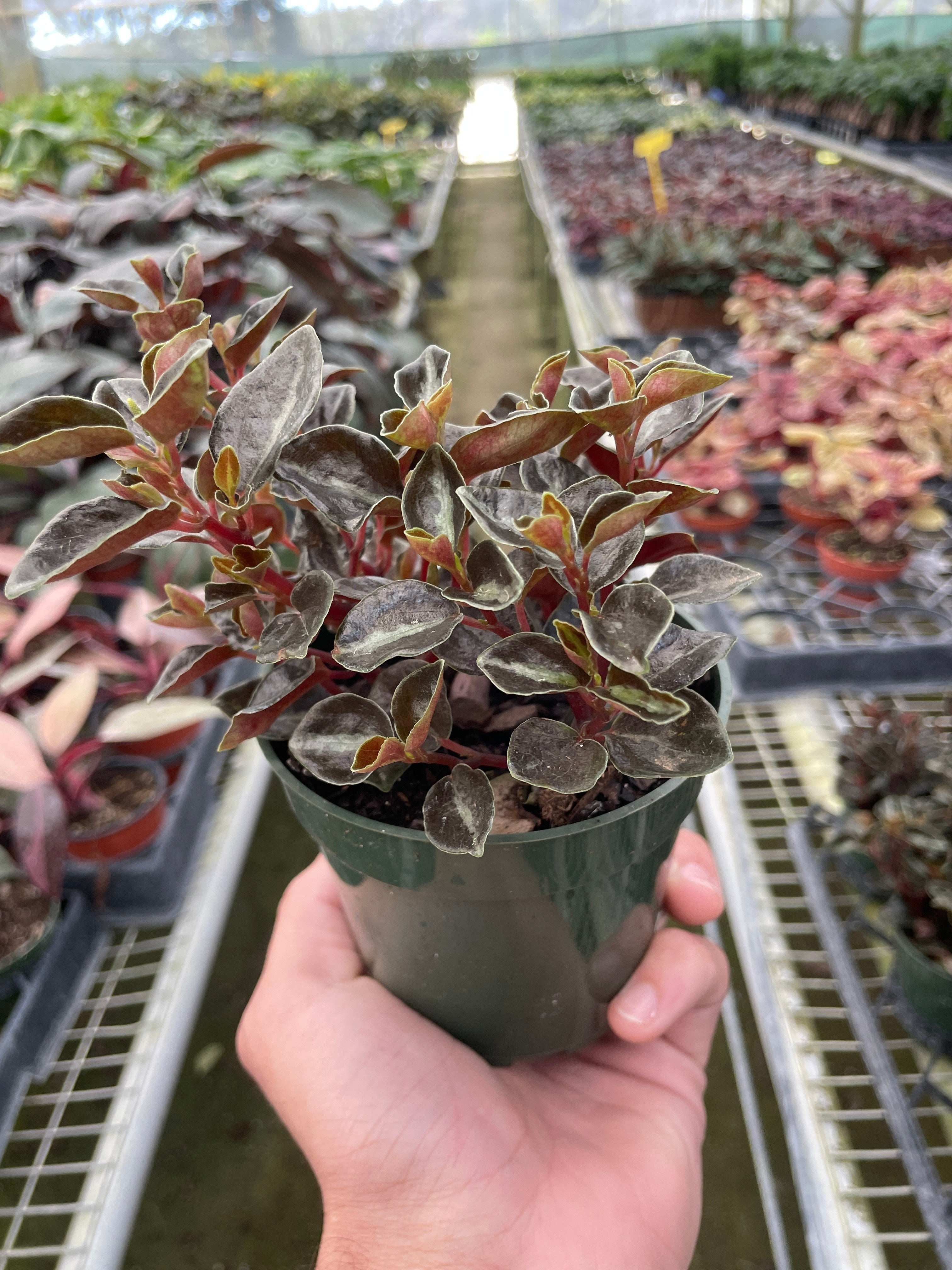 Peperomia 'Metallica' - Holiday Corner