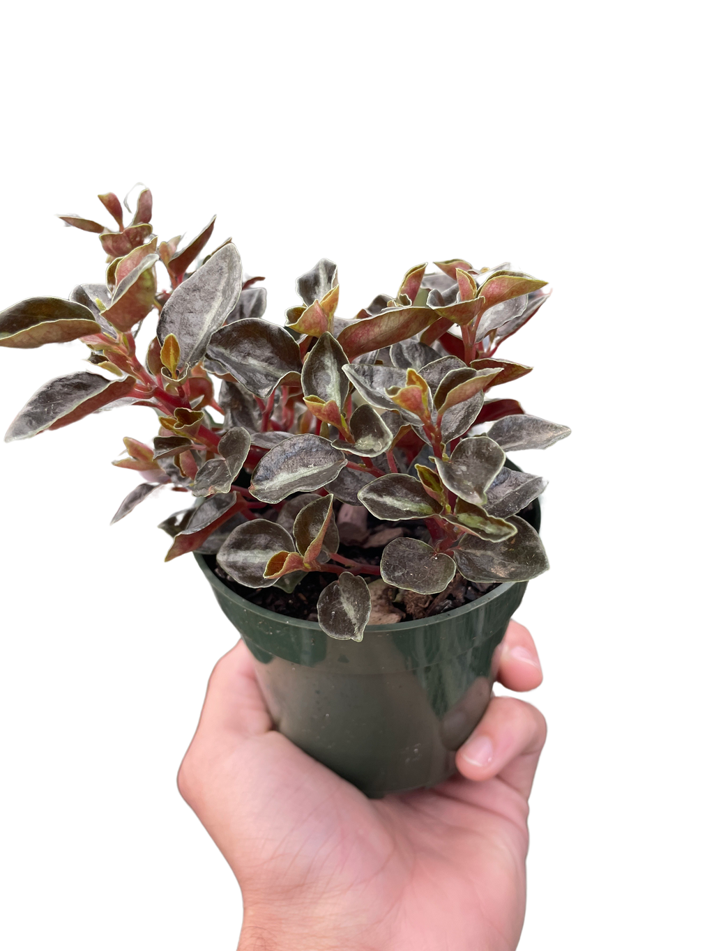 Peperomia 'Metallica' - Holiday Corner