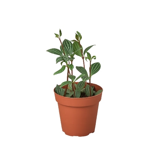 Peperomia 'Parallel' - Holiday Corner