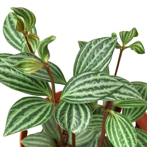 Peperomia 'Parallel' - Holiday Corner