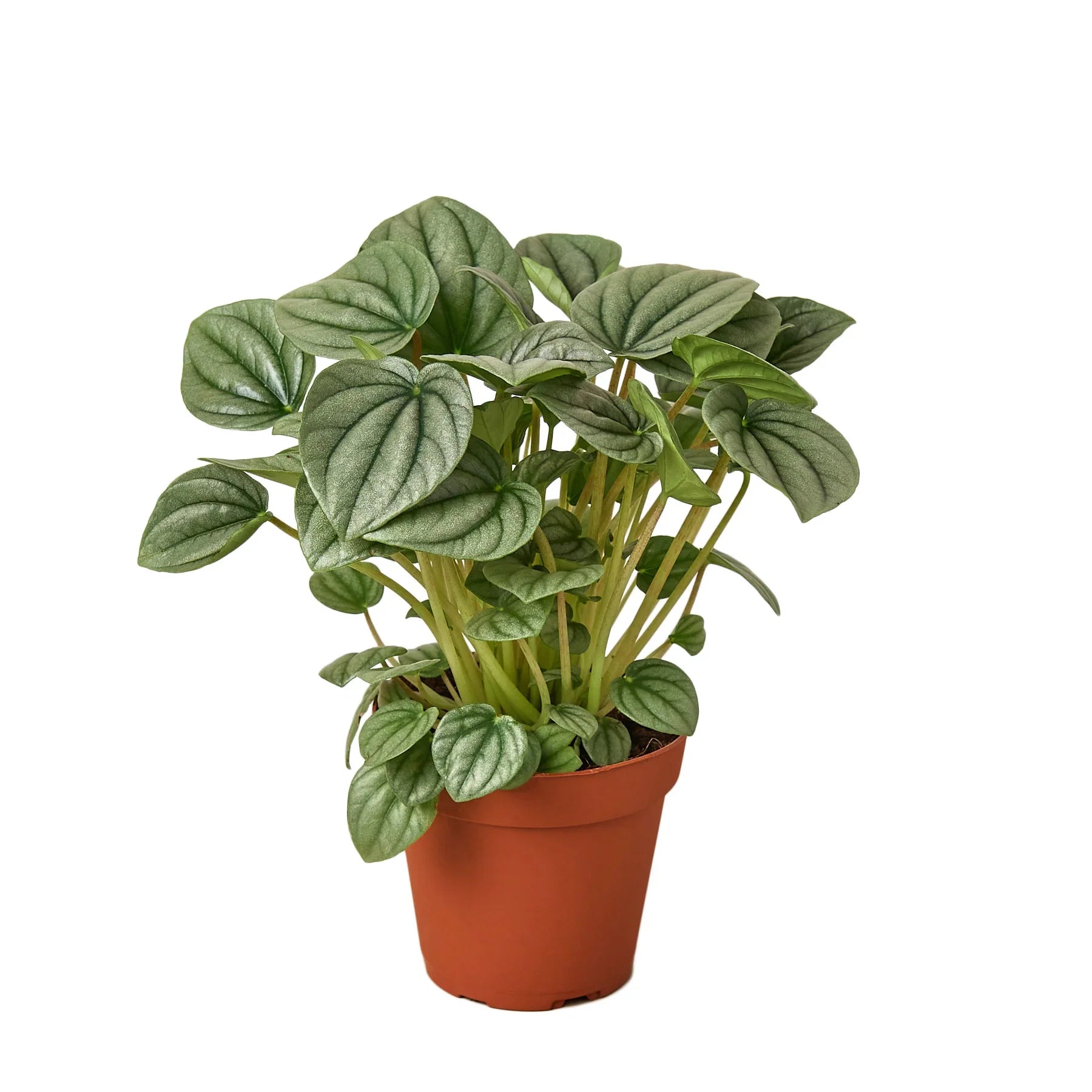Peperomia 'Frost' - Holiday Corner
