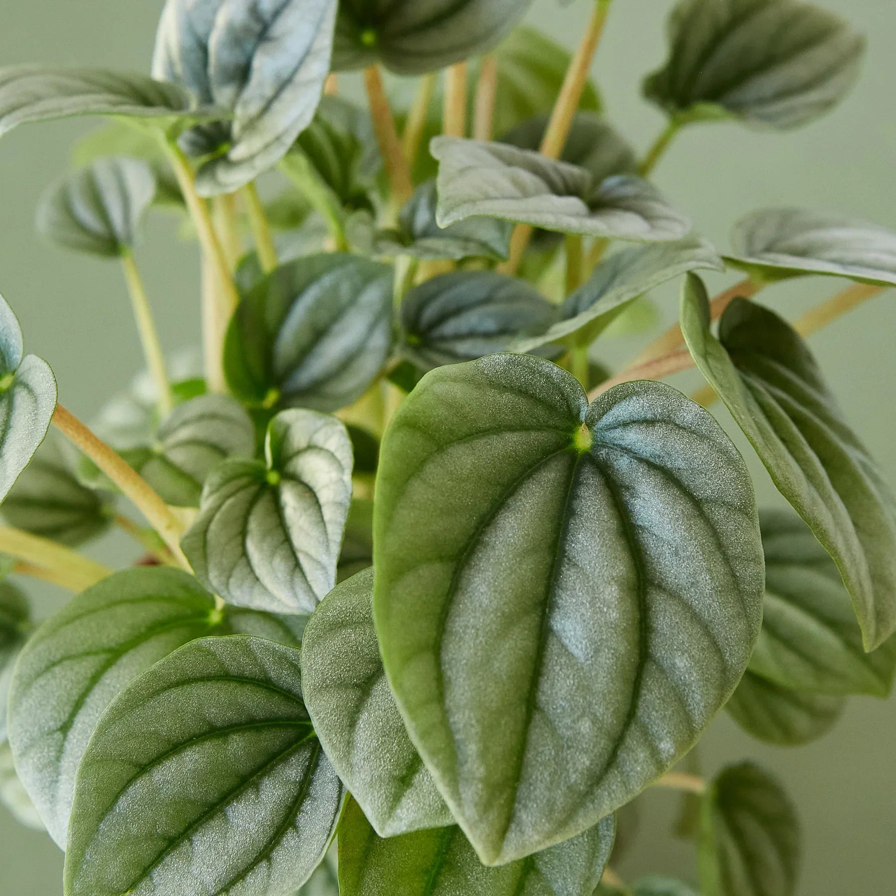 Peperomia 'Frost' - Holiday Corner