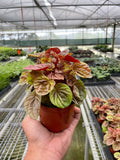 Peperomia 'Quito' - Holiday Corner