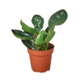 Peperomia Red Edge - Holiday Corner