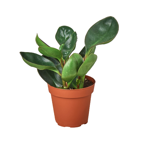 Peperomia Red Edge - Holiday Corner
