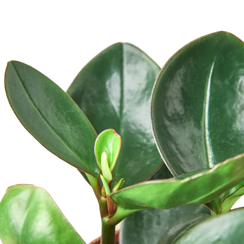 Peperomia Red Edge - Holiday Corner